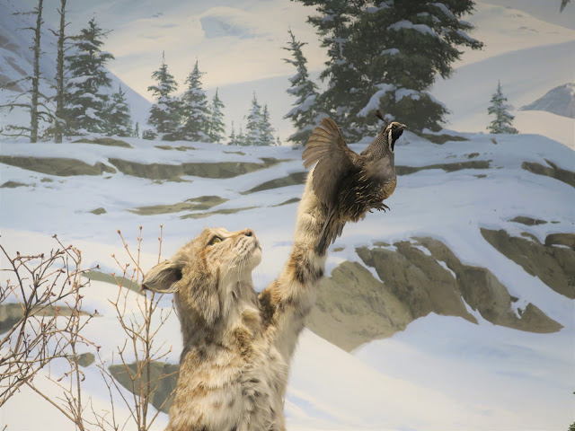 Living Rootless: Tucson, AZ: International Wildlife Museum