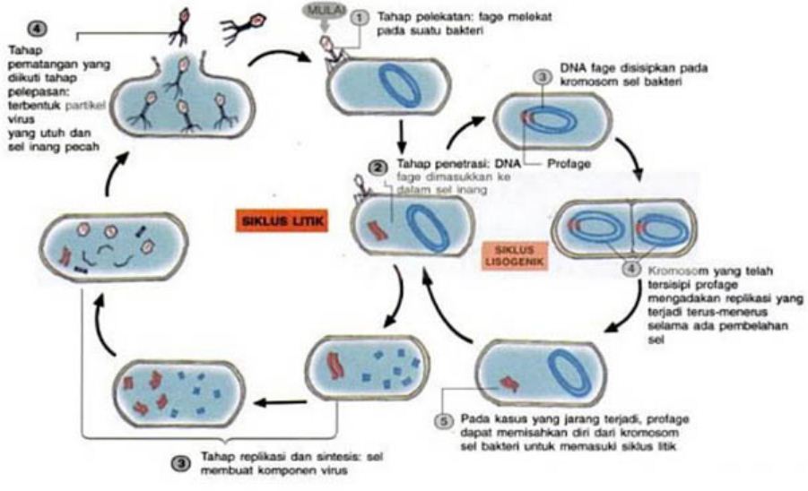 Pernyataan Yang Tidak Benar Tentang Siklus Hidup Lisogenik Pada Virus Adalah Blog Pak Pandani