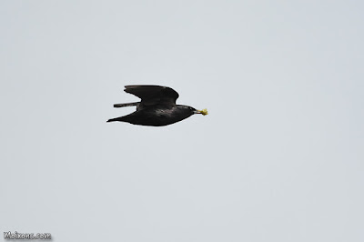 Estornell negre (Sturnus unicolor)