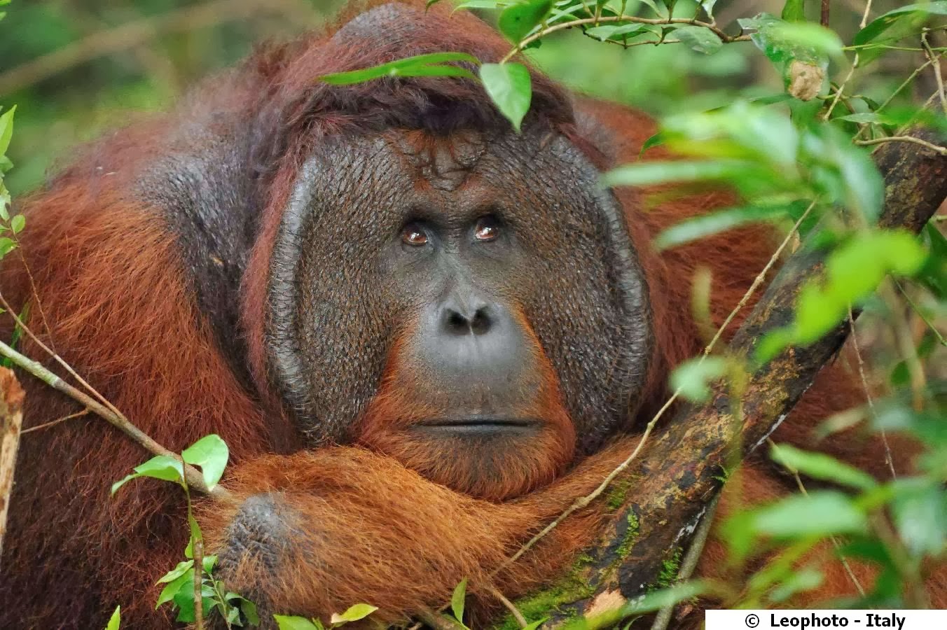 Endangered Animals (Orang Utan) Borneo ~ Animal Pics On The World