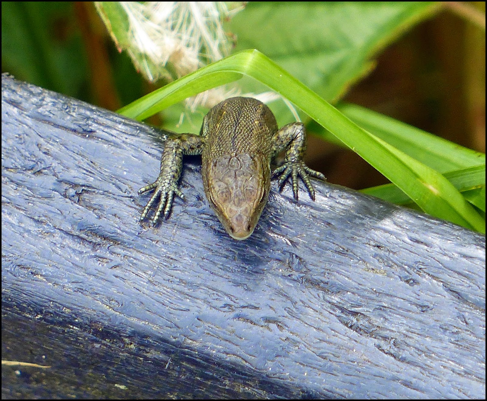 Wild and Wonderful: August 2014