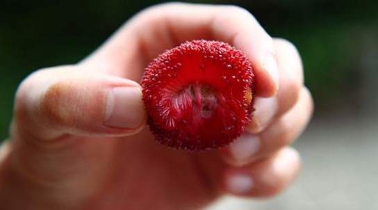 Inilah 6 Buah Paling Unik yang Belum Pernah Anda Temui Inilah 6 Buah Paling Unik yang Belum Pernah Anda Temui