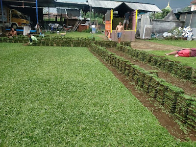 Jual Rumput Gajah Mini Surabaya