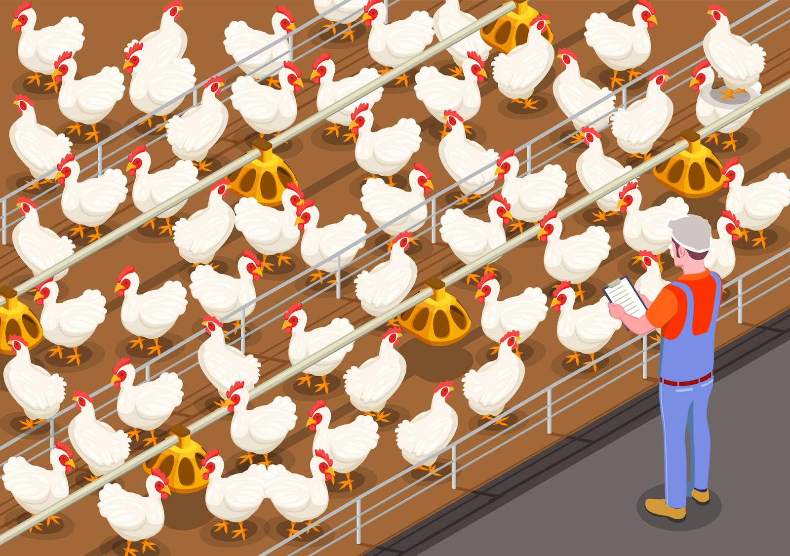 10 steps of successful Poultry farming