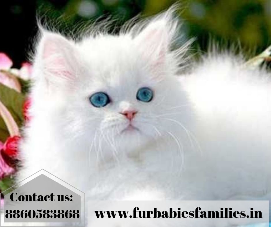 Persian Cat Kitten Price In India Ensures Affordable Rates