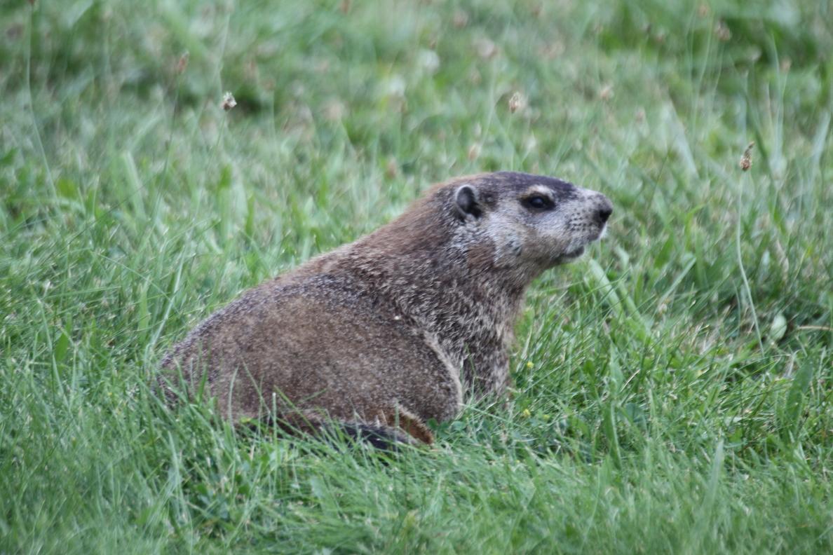 Michigan Exposures: Random Wildlife