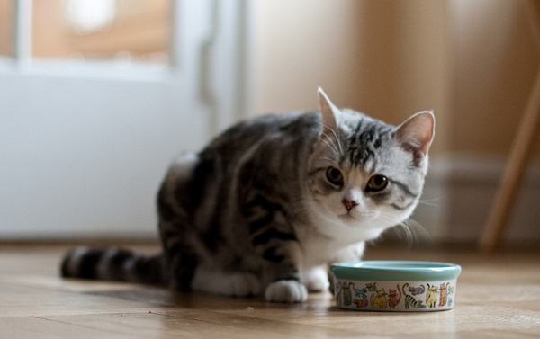 Kucing dan Kedudukanya yang Istimewa Menurut Islam Kucing dan Kedudukanya yang Istimewa Menurut Islam