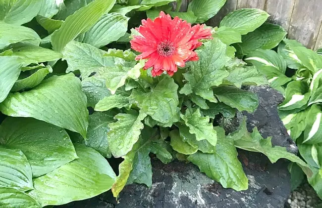 How to Make a Planter from an Old Stump