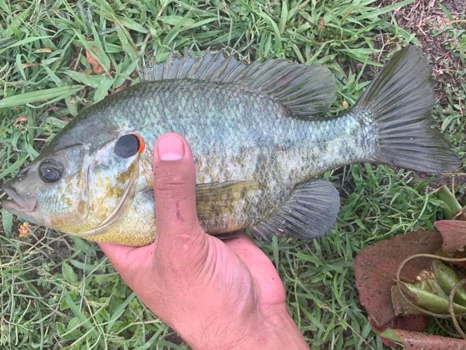 fishing planet redear sunfish texas fishing planet redear sunfish texas