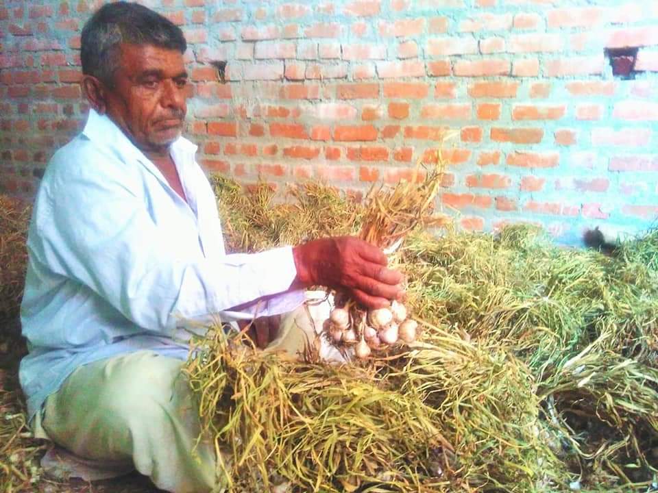લાલ લસણની ખેતી કરતો ખેડૂત