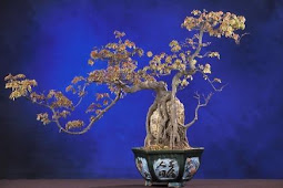 Kenali Jenis Bonsai Dan Harganya Yang Fantastis