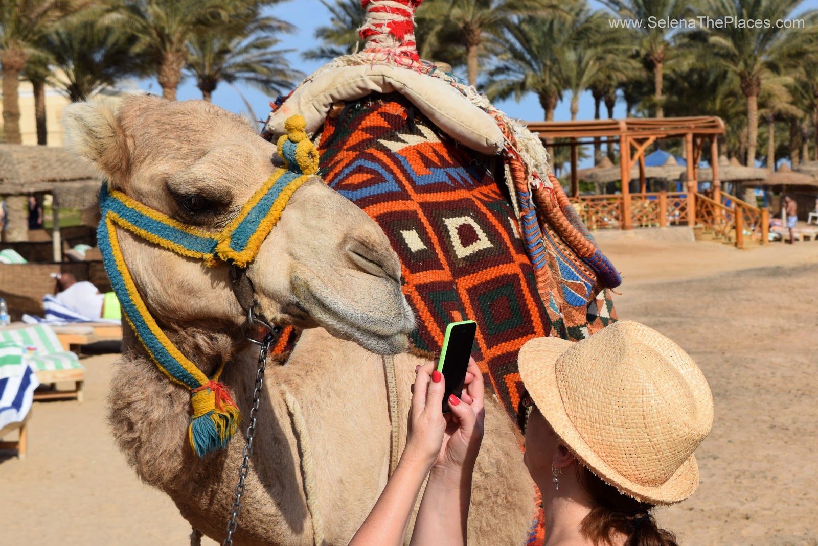 Casanova the Camel, Hurghada Egypt