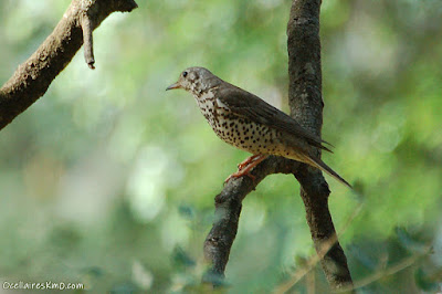 Griva (Turdus viscivorus)