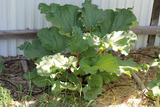 Healthy rhubarb Healthy rhubarb