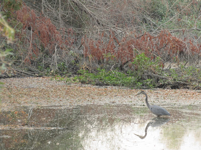 Colusa National Wildlife Refuge California birding hotspot