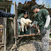Dozzine di cani salvate dal mattatoio in Corea del Sud dall'associazione dei animali