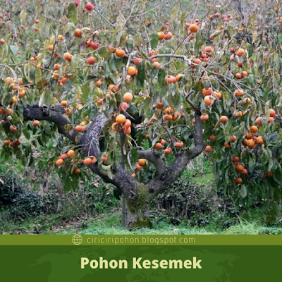 Pohon Kesemek