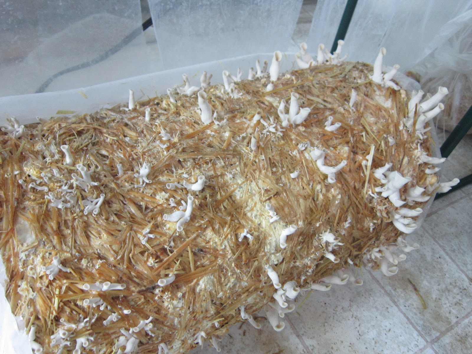 OYSTER MUSHROOMS Oyster mushroom fruits