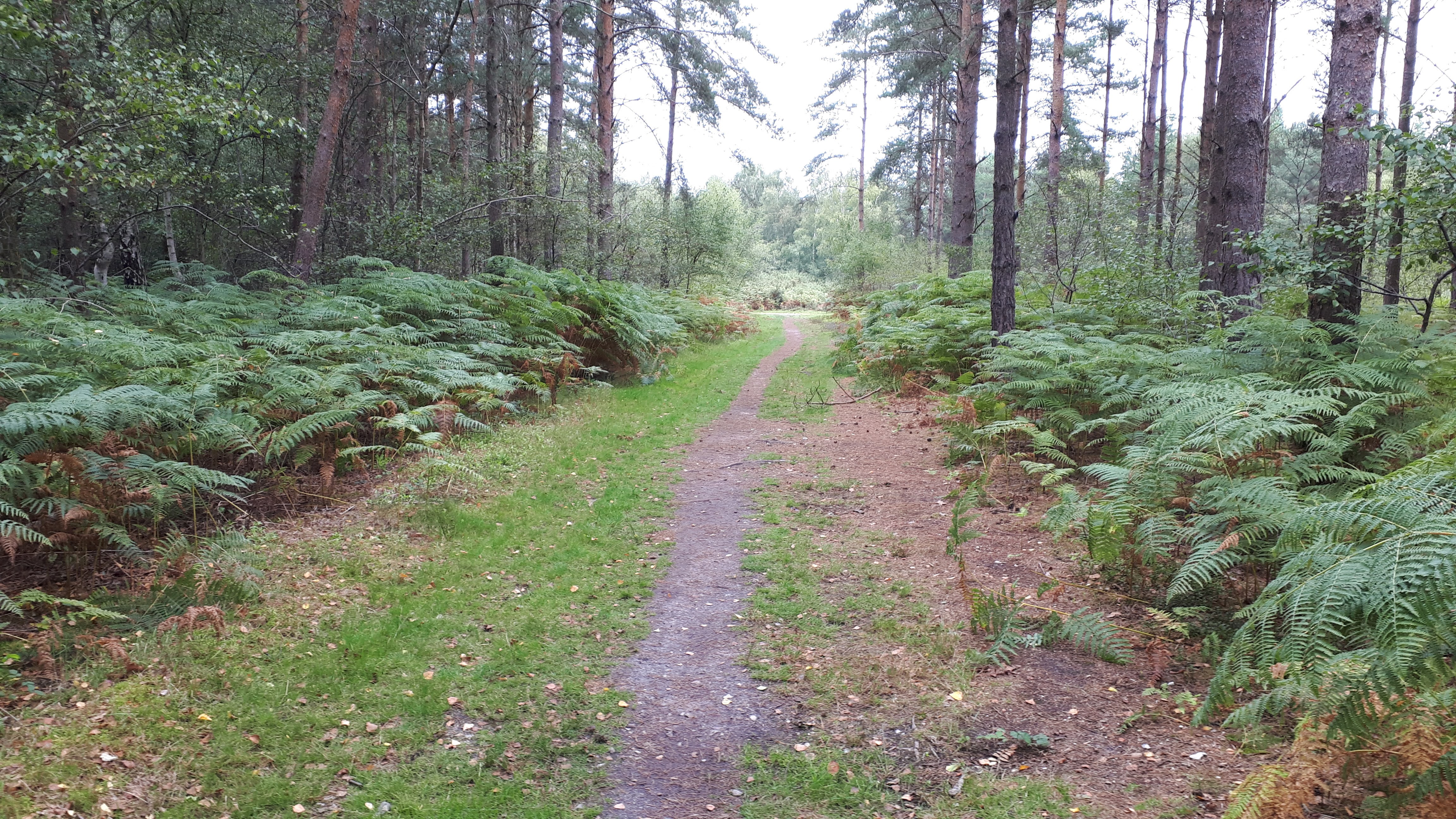 King Alfred's Way Farnham to Reading