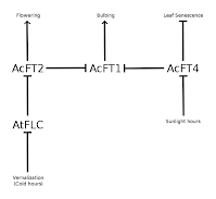A more complicated network linking cold and sunlight hours to flowering, bulbing, and leaf senescence. Negative arrows between four genes (AtFLC, AcFT2, AcFT1, and AcFT4).