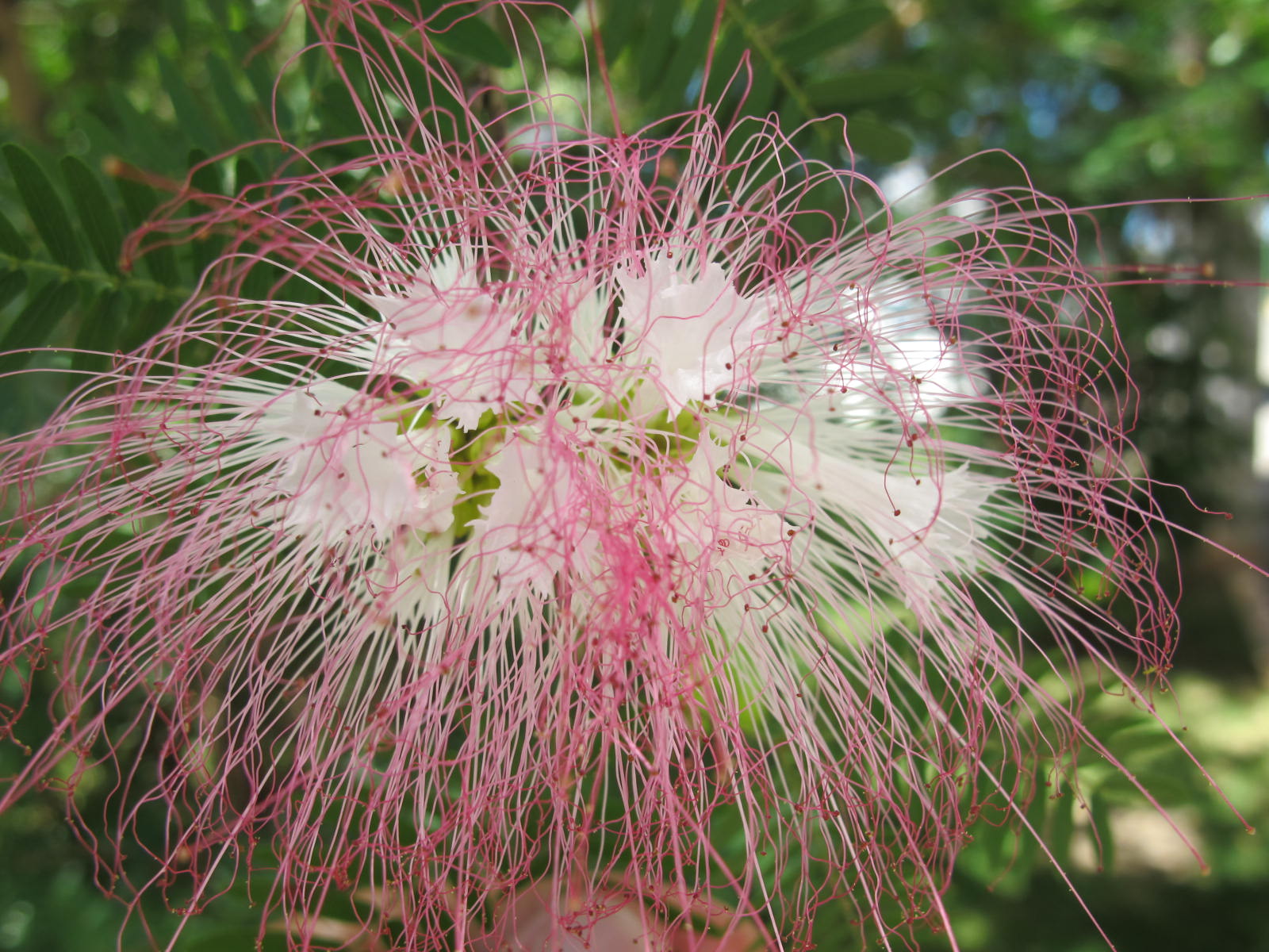 The Flowering plants - Leguminosae - Fabaceae: Fabaceae - Calliandra ...