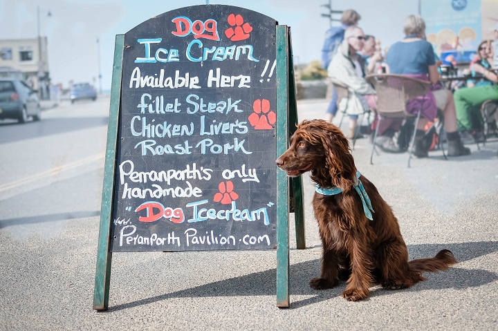 Dog Friendly Guide to Cornwall