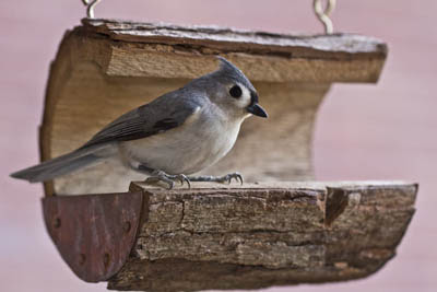 Photo of Tufted Titmouse in bird feeder Photo of Tufted Titmouse in bird feeder