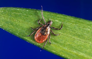 Biblical creationists do not wave off difficult topics like secularists. The article deals with the original purpose of ticks that now carry diseases.