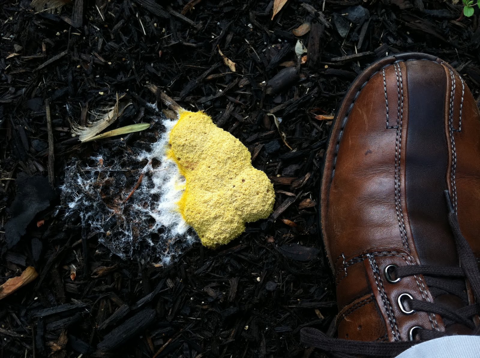 The Honest Hypocrite: Dog vomit slime mold in the garden