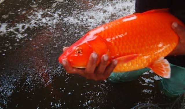 11+ Mimpi Melihat Ikan Mas Merah Togel