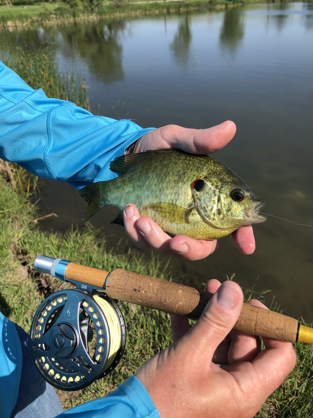 Flyover Country Redear Sunfish