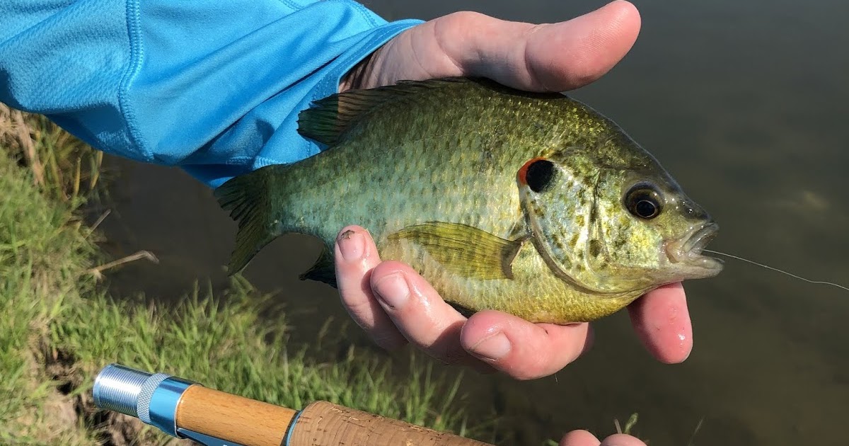 Flyover Country Redear sunfish