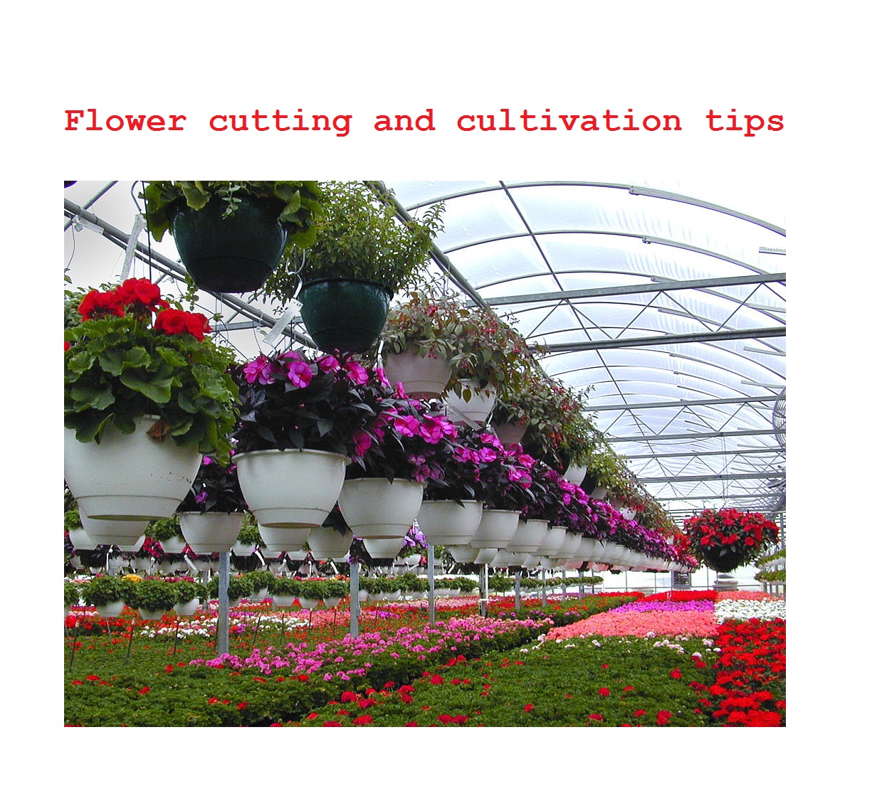 Flower cutting and cultivation tips
