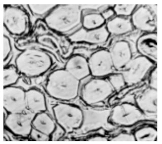 Cross-Section-500X-Flax-fibre