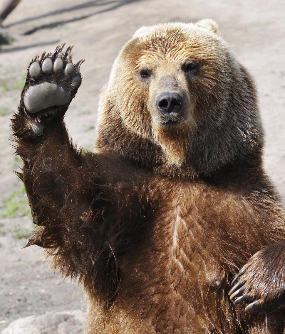 The Center bear says stop and that he loves you