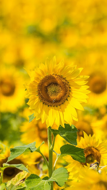 IPhone Wallpaper Sunflower Oil and Desktop