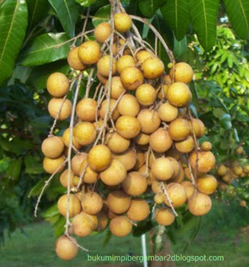 Angka Mimpi Pohon Kelengkeng 2d 3d 4d Bergambar Dalam Buku Mimpi Buku Mimpi Bergambar