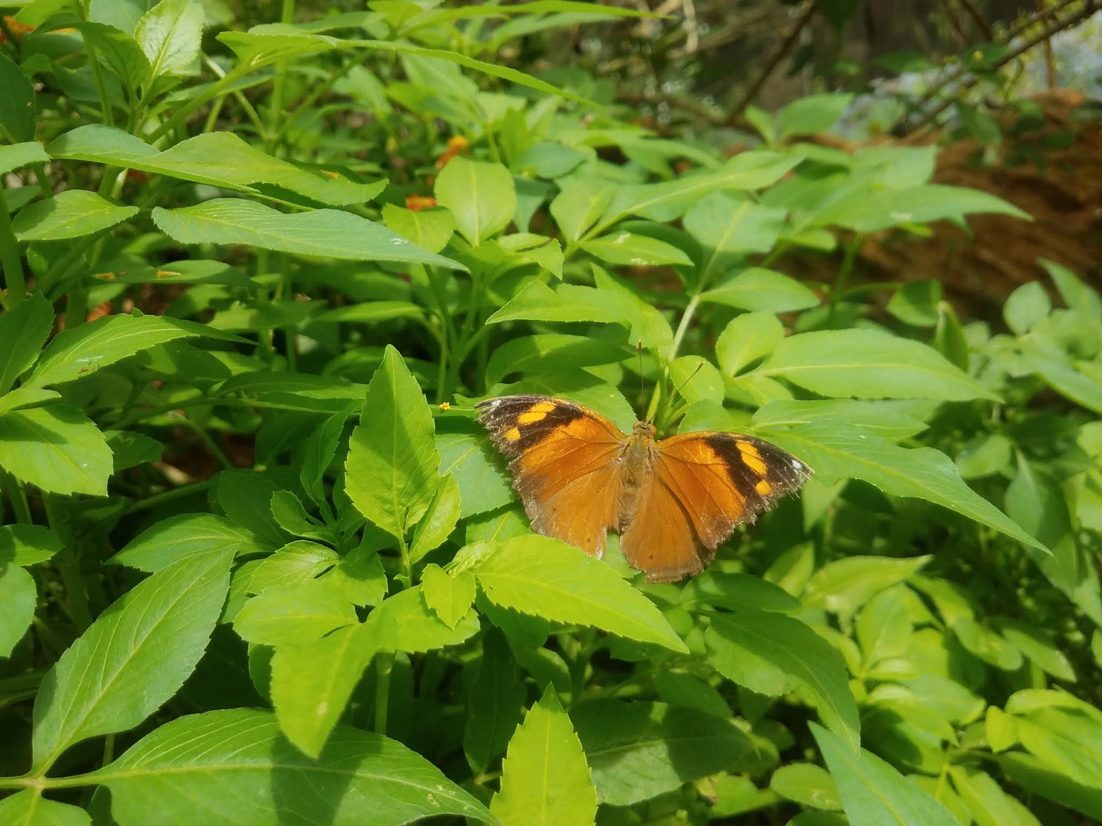 Butterfly Eco Garden and Tribal Village