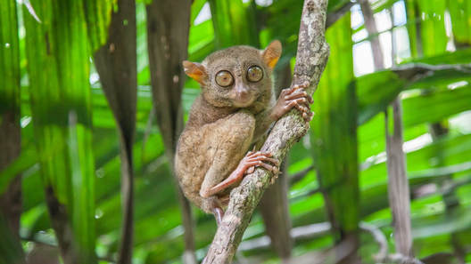 Each eyeball of Tarsiers is the same size as its brain, making it one of the weirdest animals.