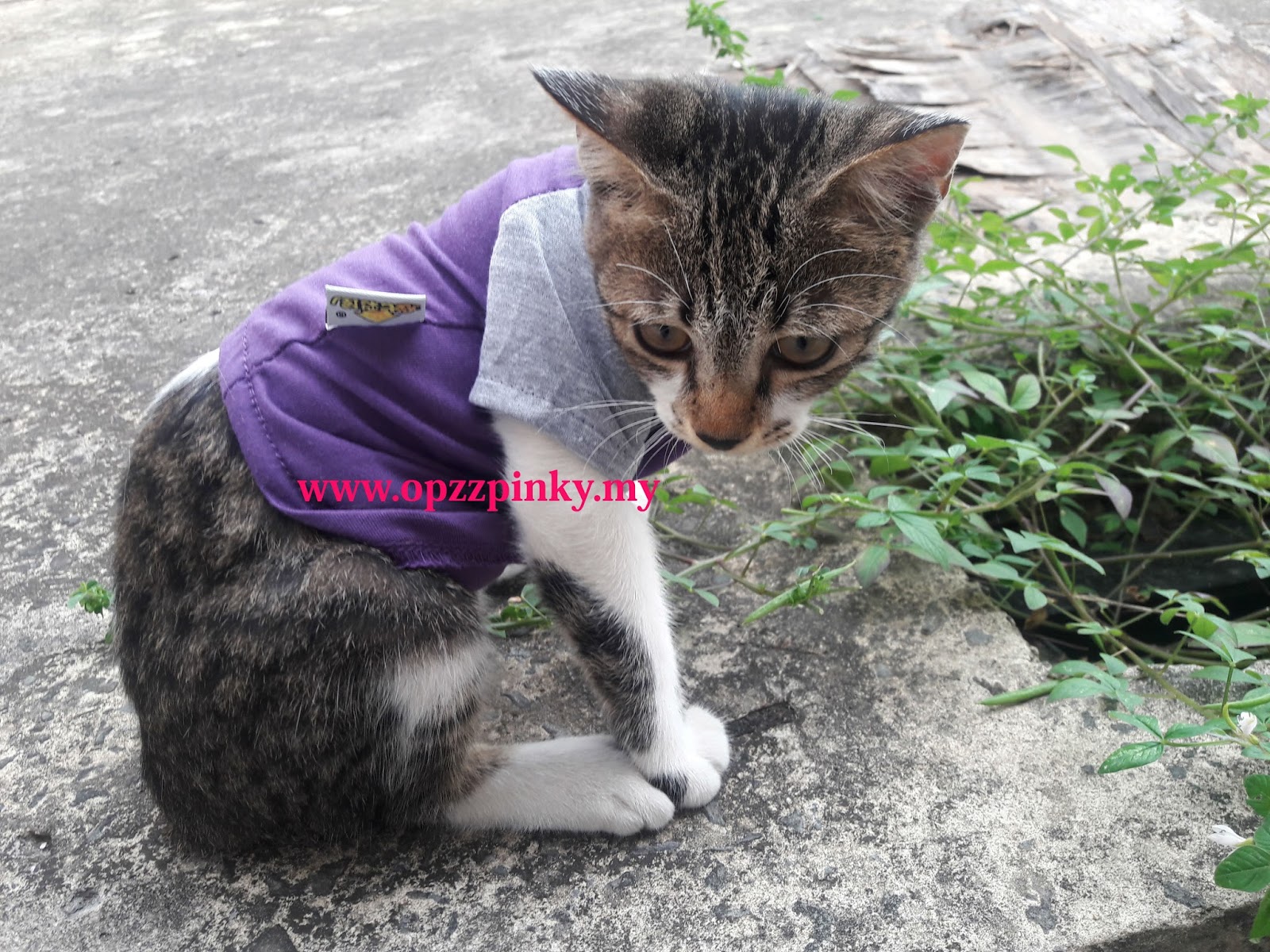 8 Gambar Kucing Pakai Baju Comeyyy Tau