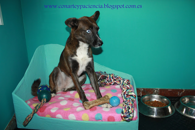  Cómo hacer un sillón para tu mascota