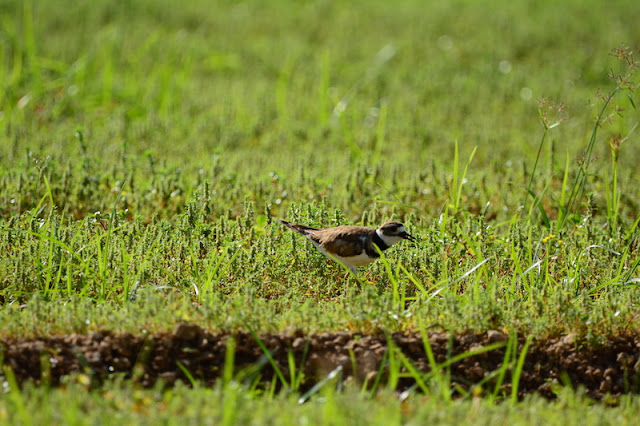 Charadrius vociferus Charadrius vociferus