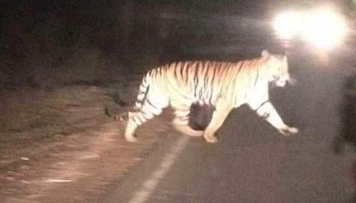 Ranthambhore National park, RNP, more tigers have  gone missing tigers, Kuno Palpur National Park, KPNP, Madhya Pradesh, RNP tigers, MP jungles,