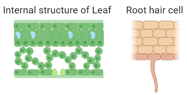 why do root hair cells not have chloroplast
