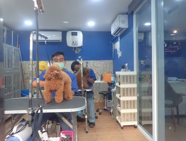 salon khusus anjing