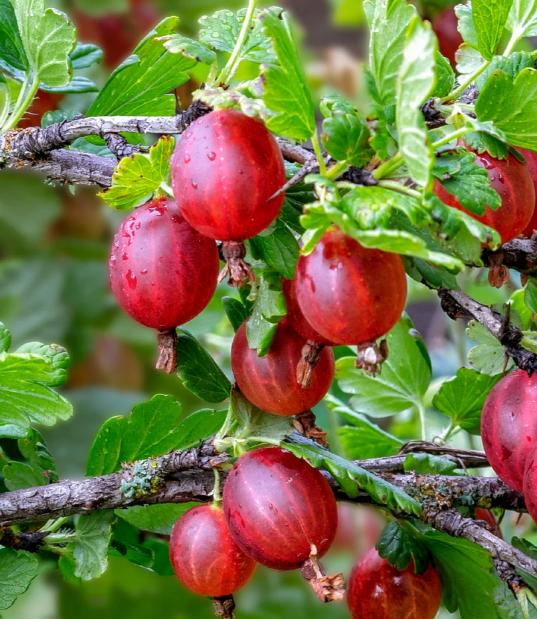 Raintree Nursery Best Mail Order Nursery — Order Fruit Trees from