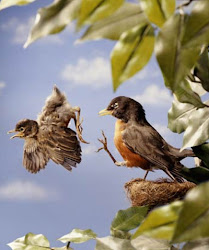 nest bird fly fall gotta being birds hard flying babies feed empty kicking robin ahimsa reiki coaching did grasp yet
