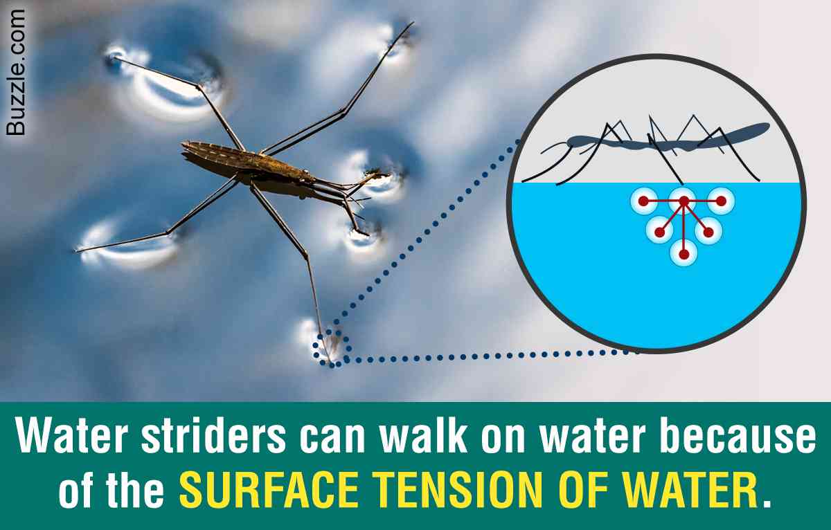ADHESION, COHESION, AND SURFACE TENSION.