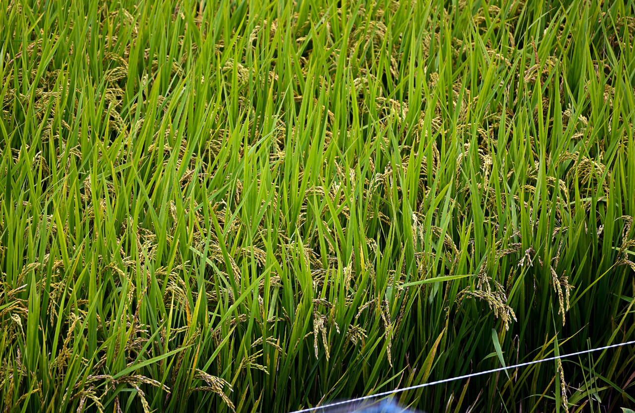 Рис растение фото как выглядит