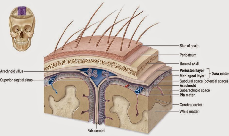 Anatomi Fisiologi Sistem Persarafan
